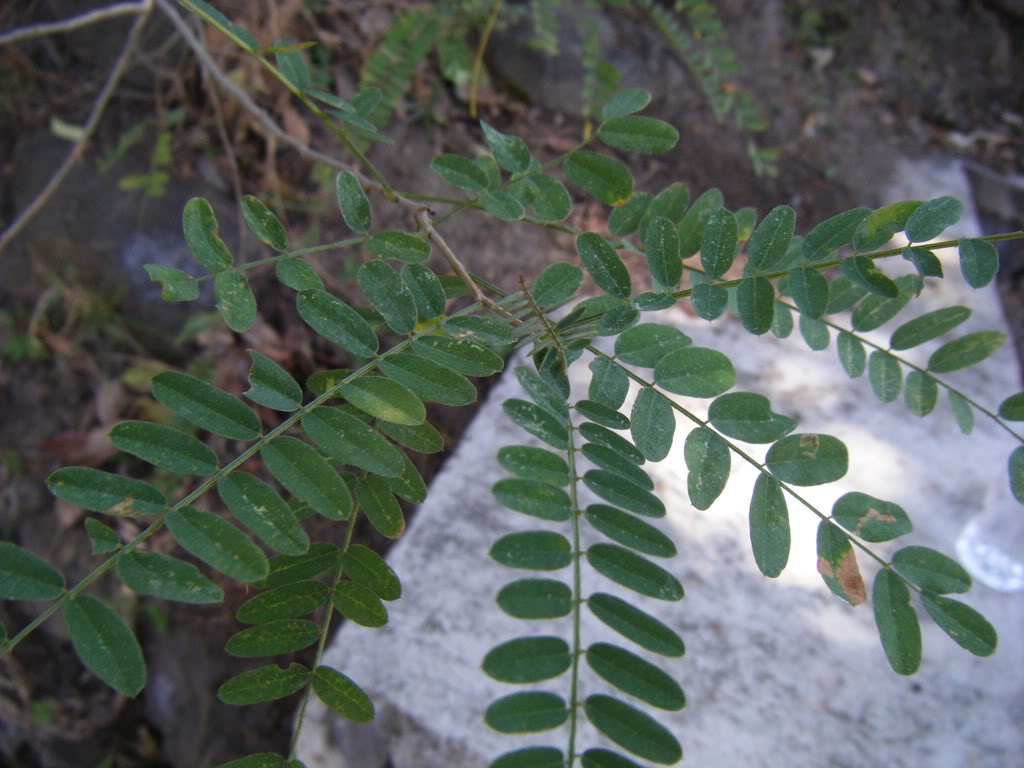 DSCF2669.jpg