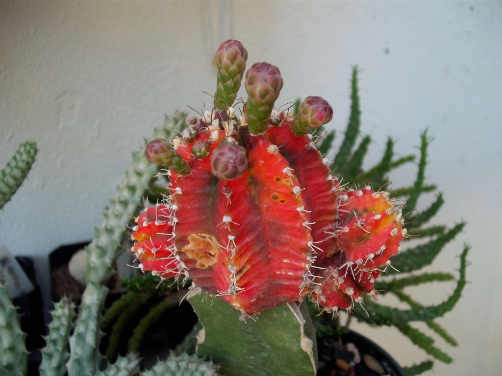 DSCF2669.jpg