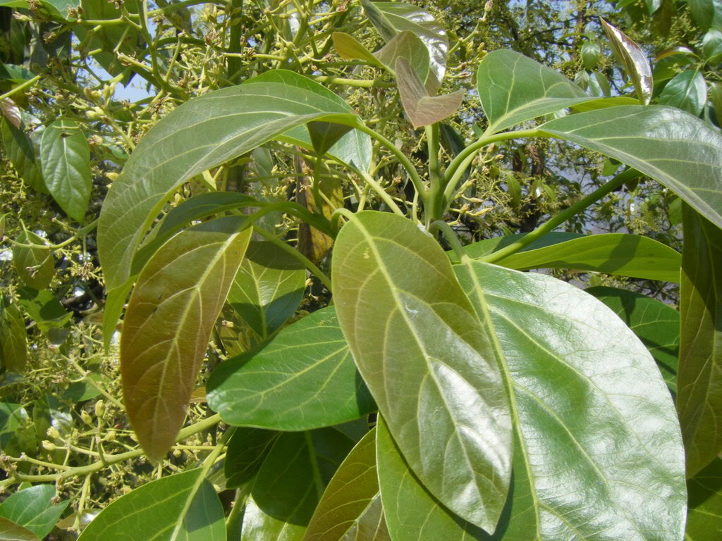 DSCF2671.jpg