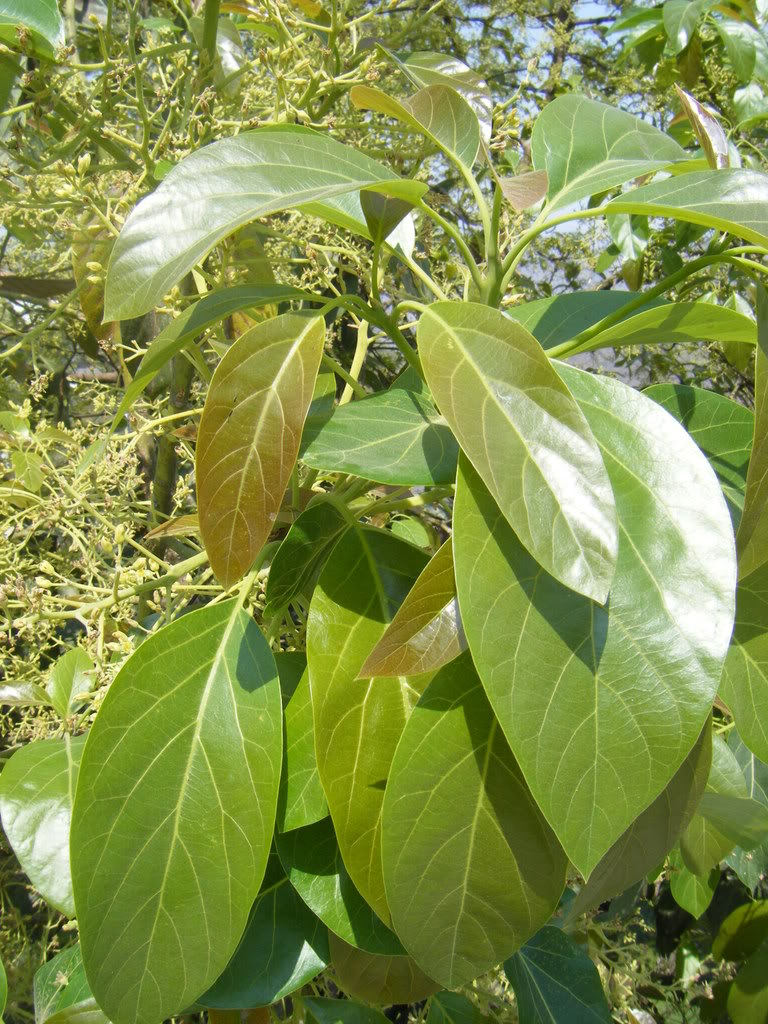 DSCF2672.jpg