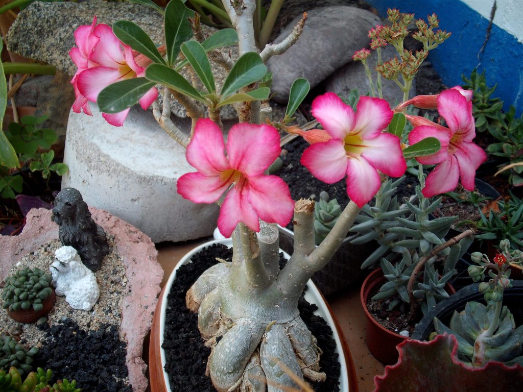 DSCF2678.jpg