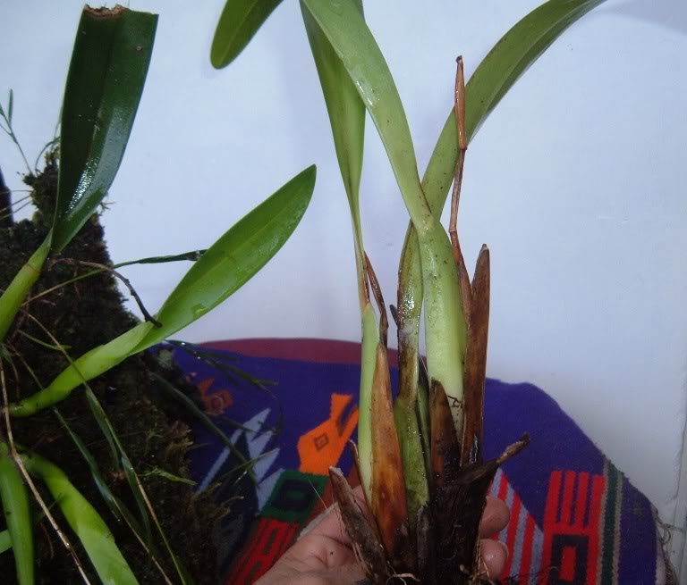 DSCF2694.jpg