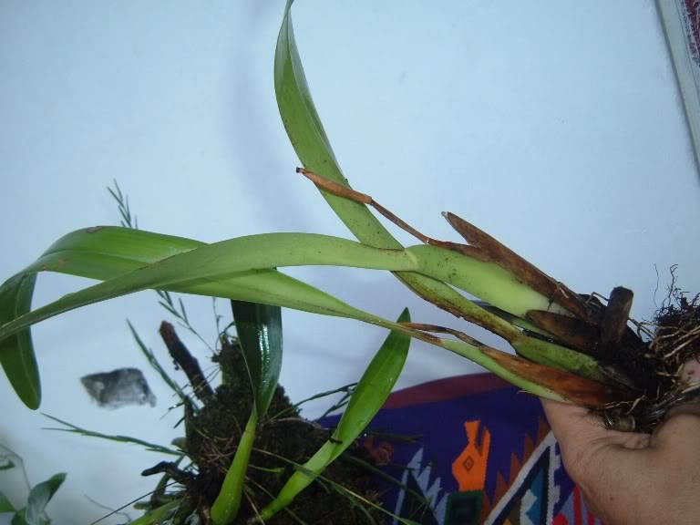 DSCF2695.jpg