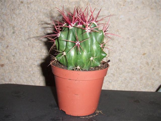 DSCF2704_Small_.JPG