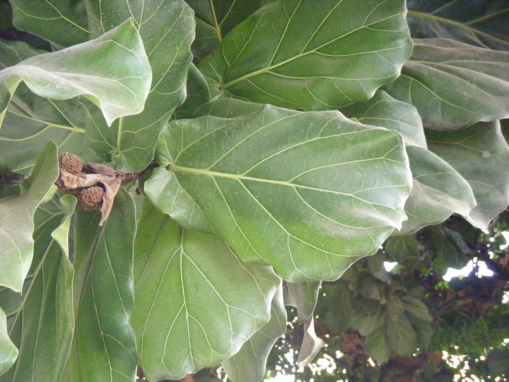 DSCF2705.jpg