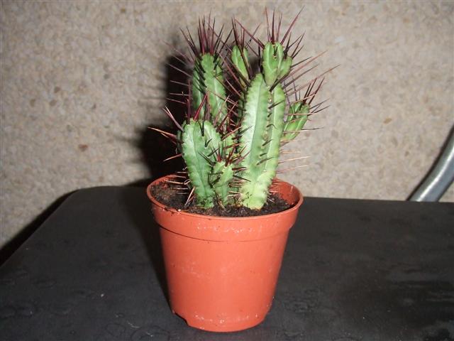 DSCF2707_Small_.JPG