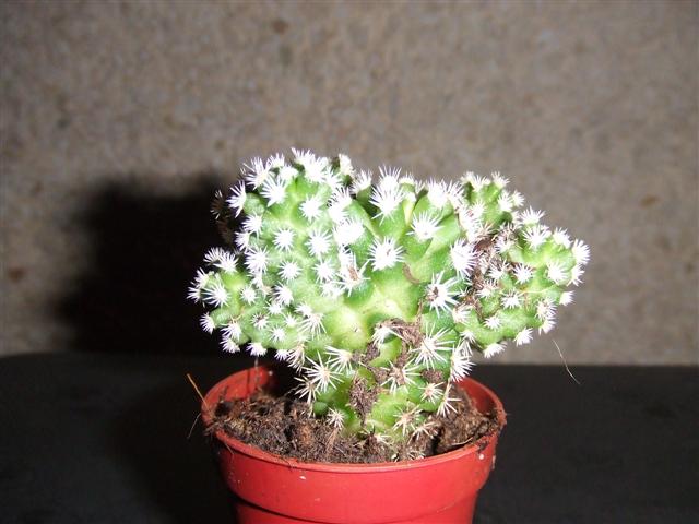 DSCF2709_Small_.JPG