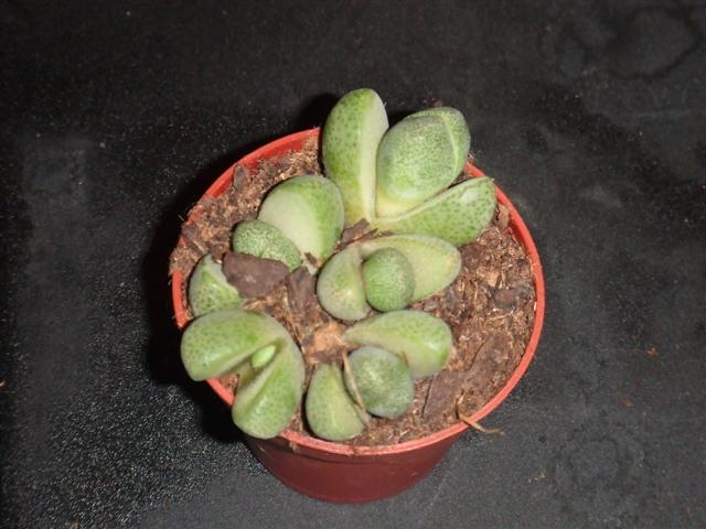 DSCF2712_Small_.JPG