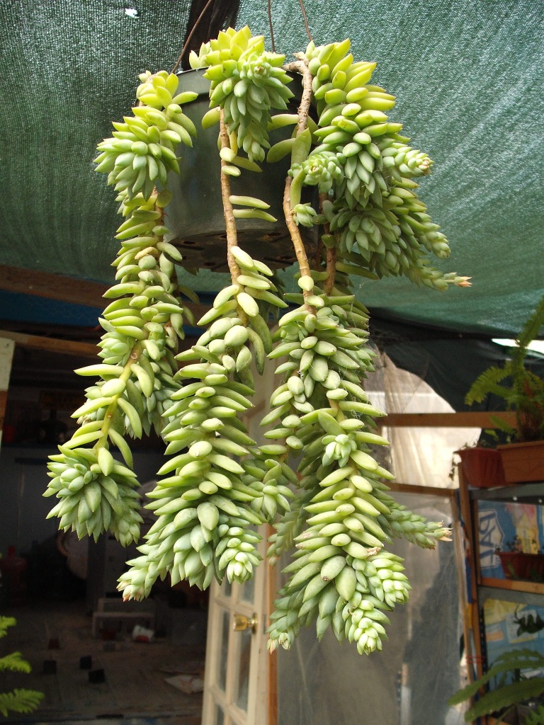 DSCF2742.jpg