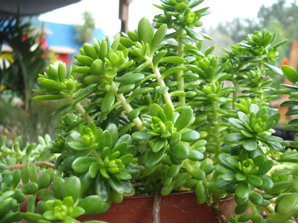 DSCF2746.jpg