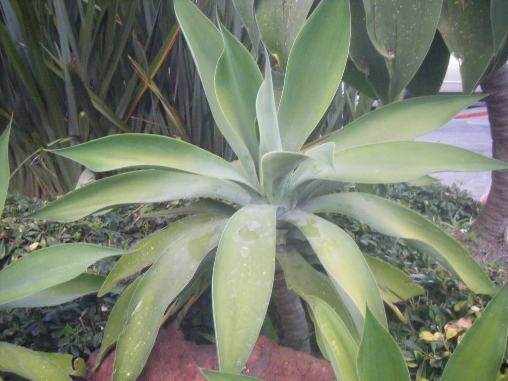 DSCF2749.jpg