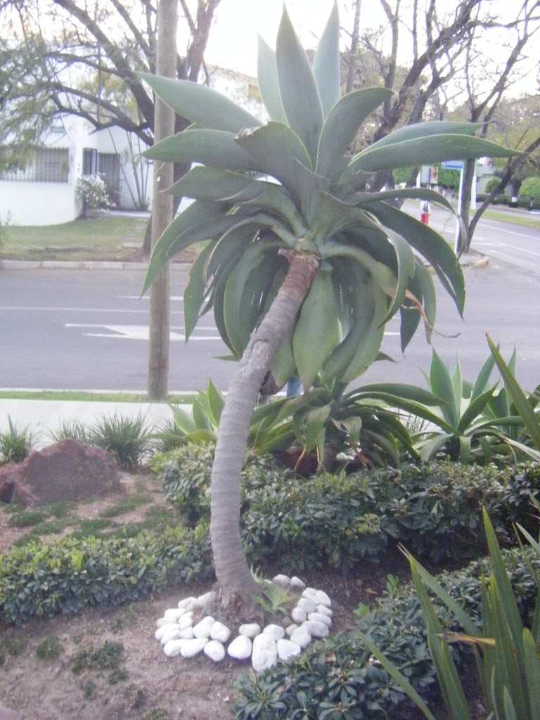 DSCF2751.jpg