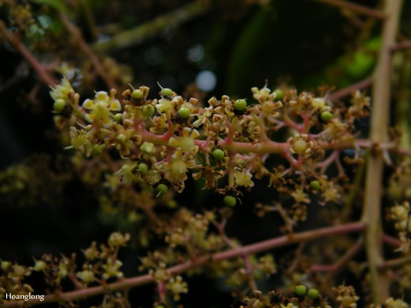 DSCF2755.jpg
