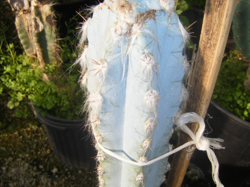 DSCF2774.jpg