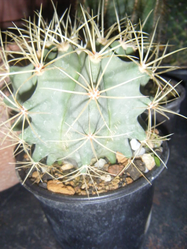 DSCF2776.jpg