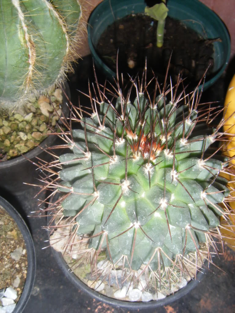DSCF2783.jpg