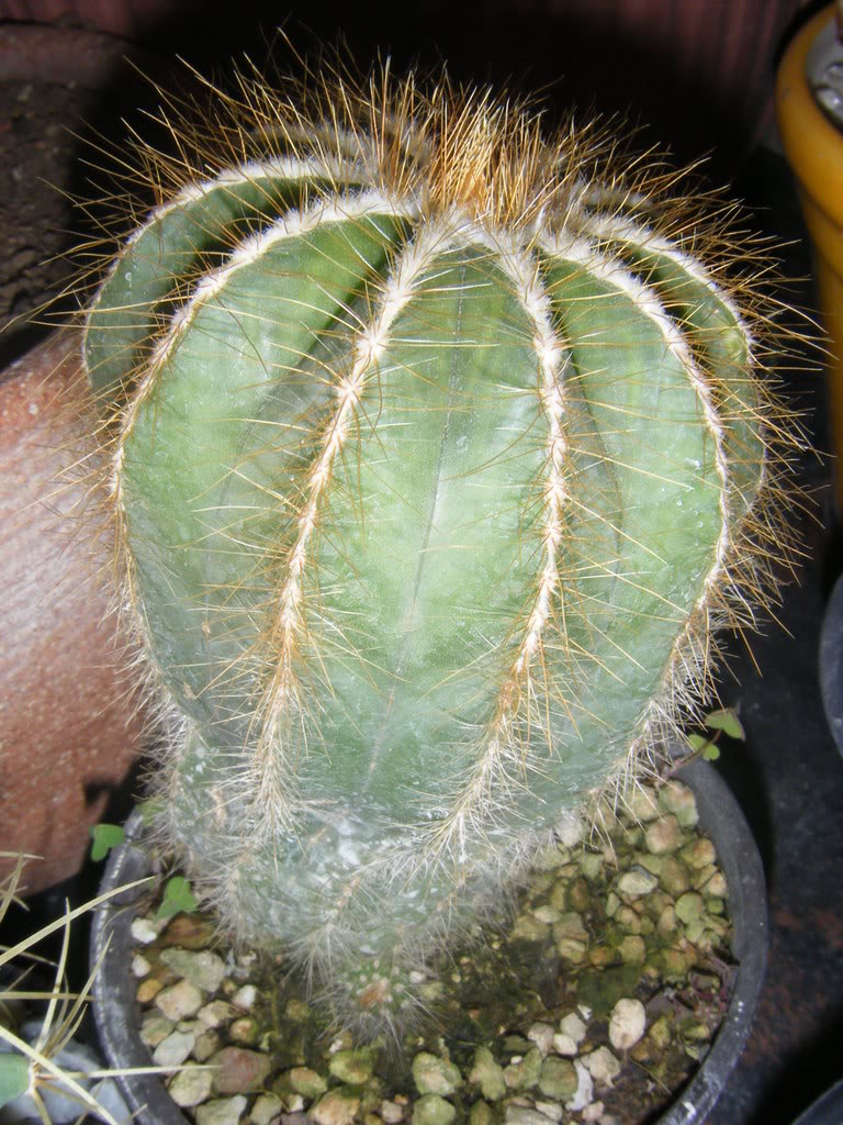 DSCF2784.jpg