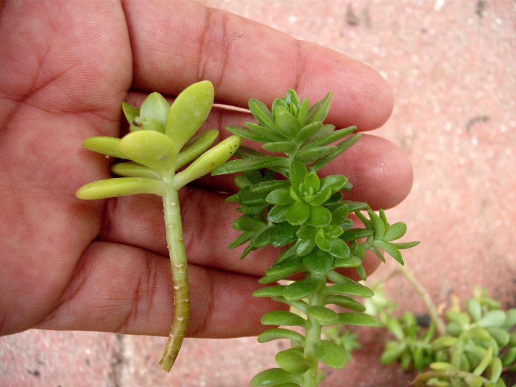 DSCF2791.jpg