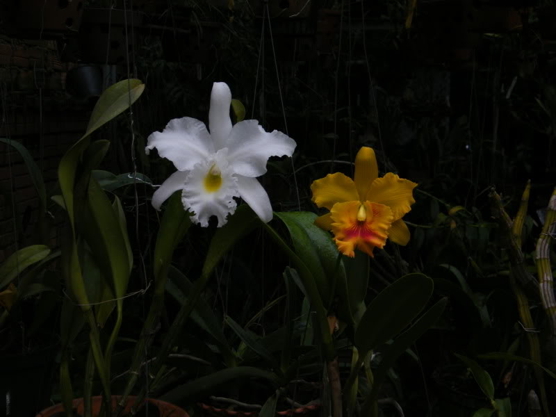 DSCF2845.jpg