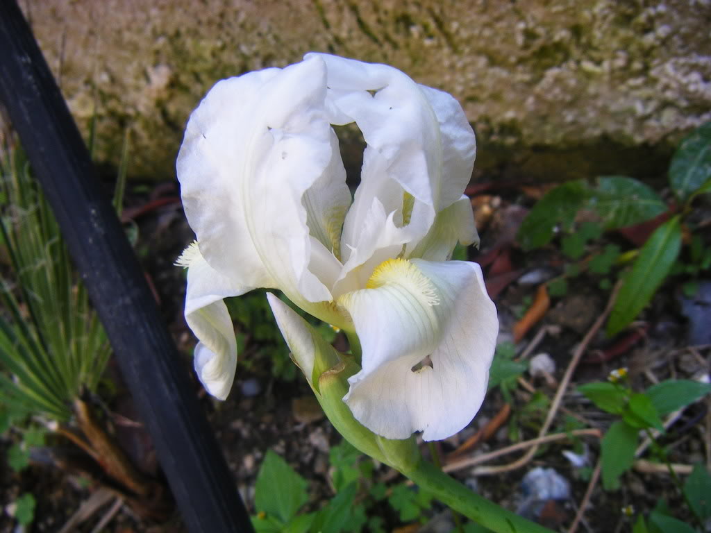 DSCF2929.jpg