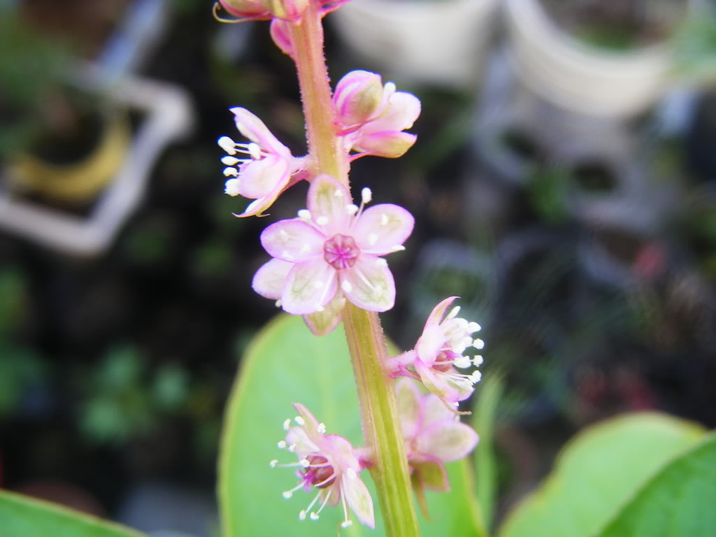 DSCF2938.jpg