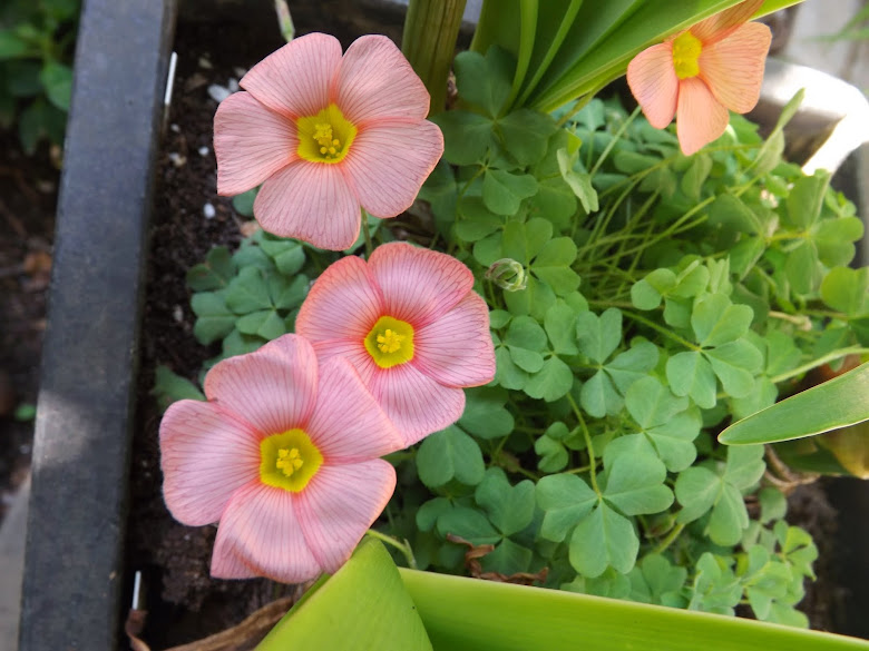 DSCF2955.JPG
