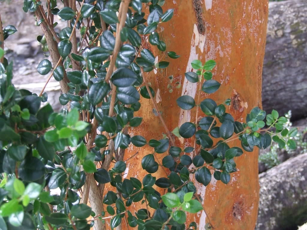 DSCF2957.jpg