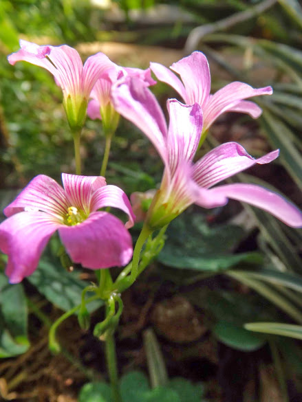 DSCF2963.JPG