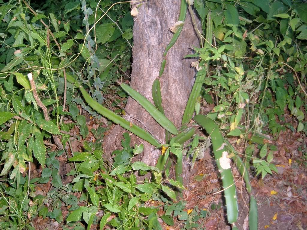 DSCF2993.jpg