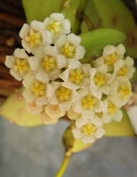 DSCF3044.JPG