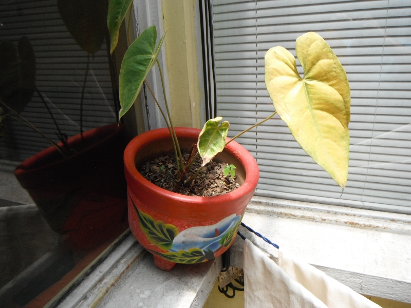 DSCF3126_zpsed6dce00.jpg