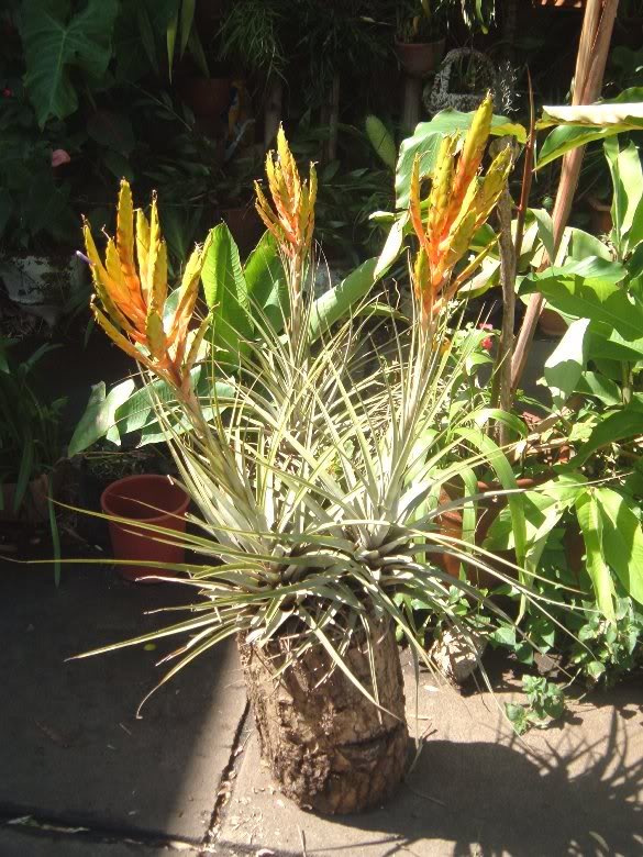 DSCF3189.jpg