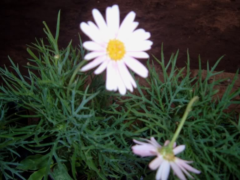 DSCF3306.jpg