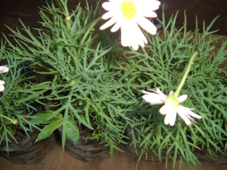 DSCF3307.jpg
