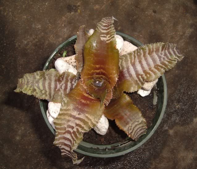 DSCF3323.jpg