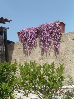DSCF3386.jpg