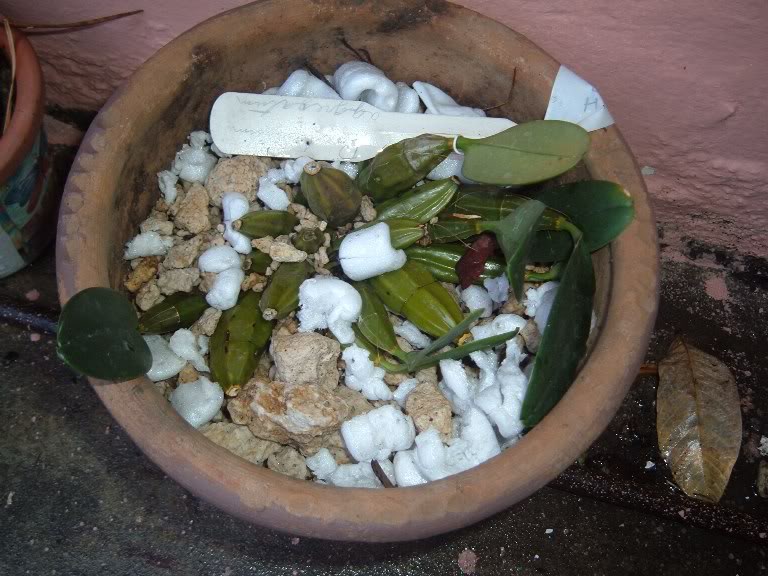 DSCF3485.jpg