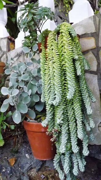 DSCF3552.JPG