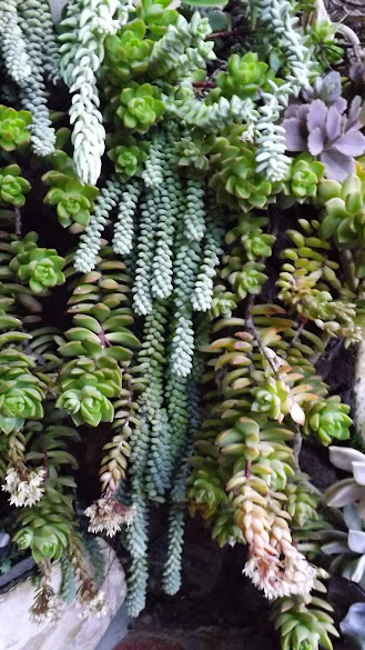 DSCF3554.JPG