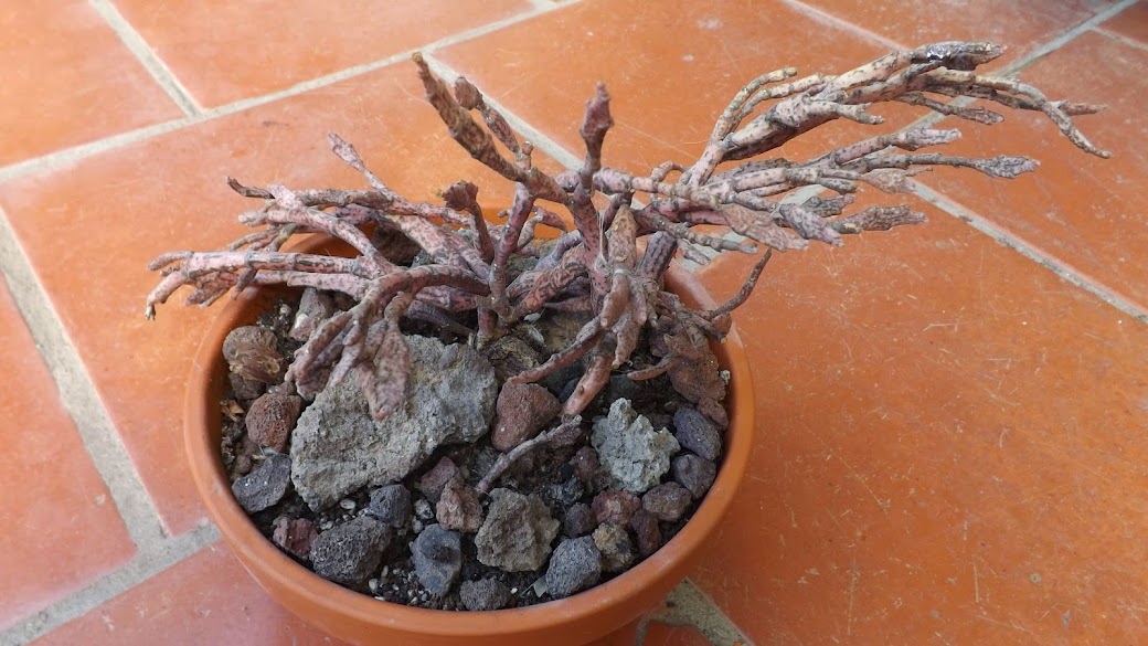 DSCF3600.JPG