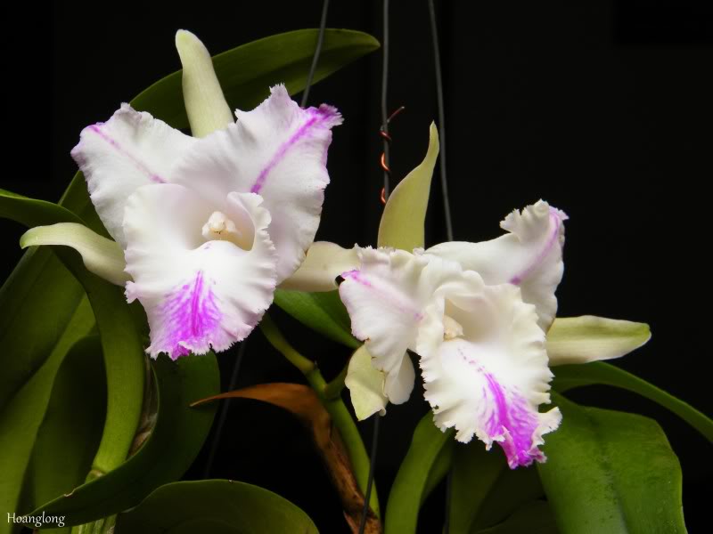 DSCF3784.jpg