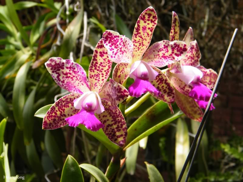 DSCF3985.jpg