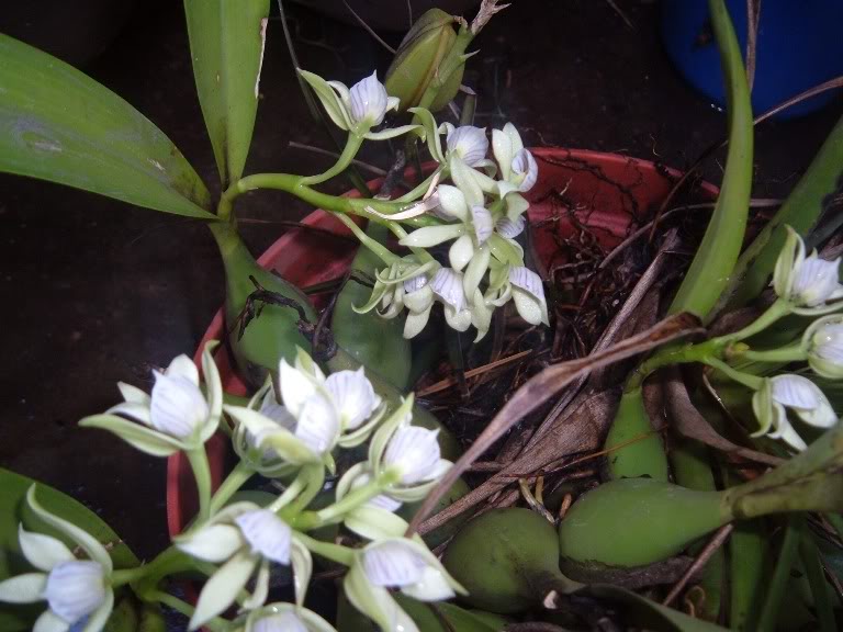 DSCF4039.jpg