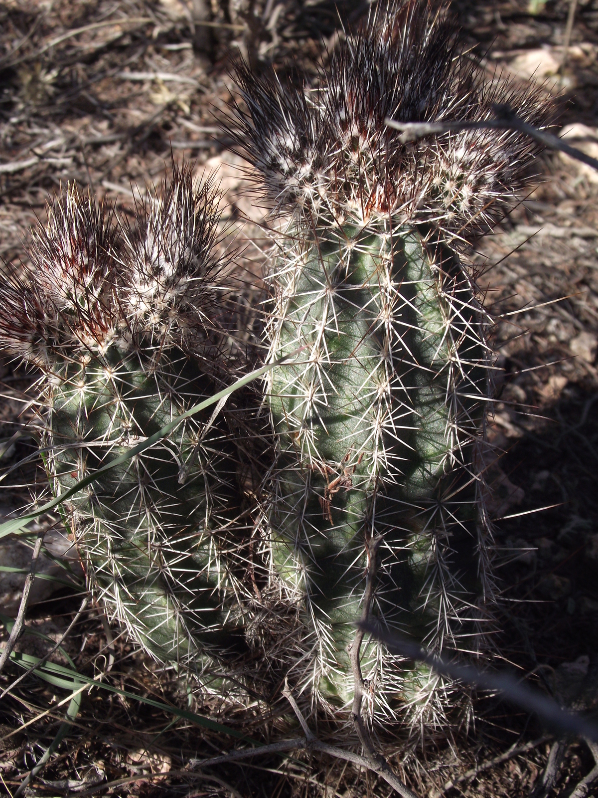 DSCF4054.jpg