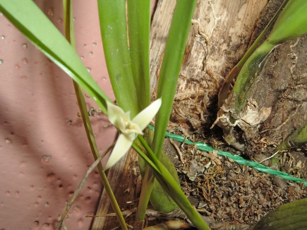 DSCF4096.jpg
