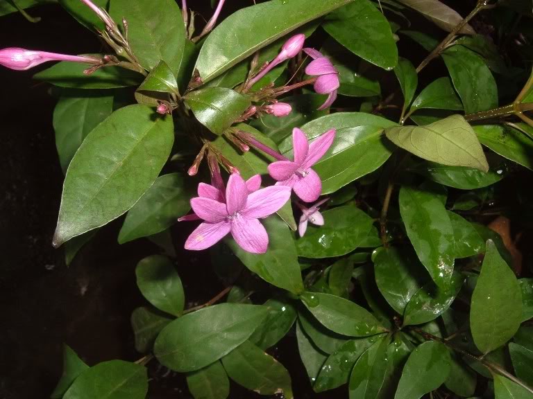 DSCF4123.jpg