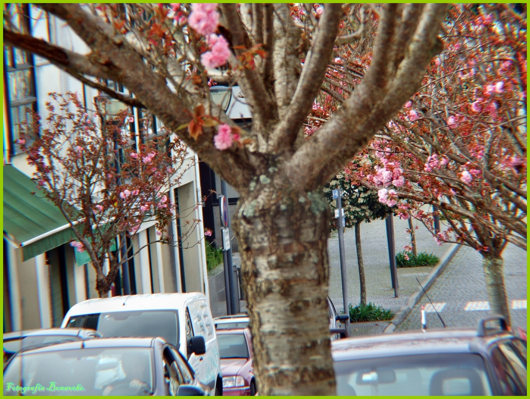 DSCF4370+(Copiar).JPG