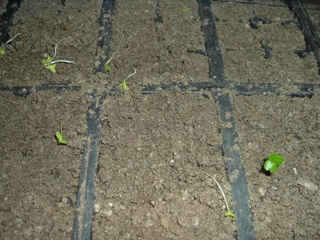 DSCF4425.jpg