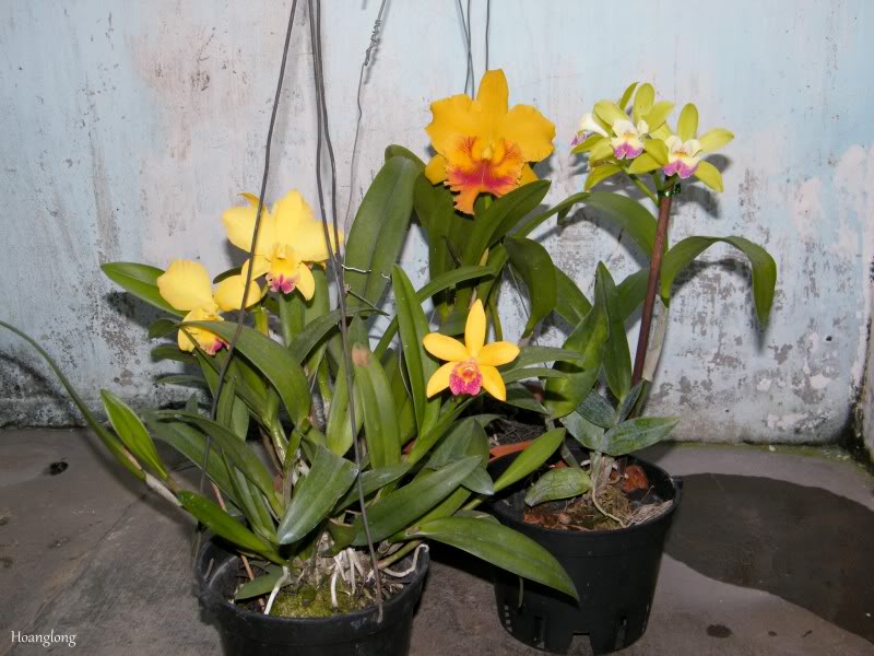 DSCF4475.jpg