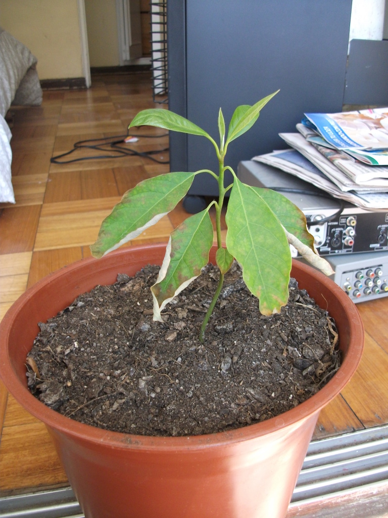 DSCF4513.jpg